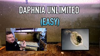 How I Raise Daphnia Water Fleas And You Can Too [upl. by Lachus636]