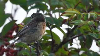 stonechat [upl. by Nitz524]