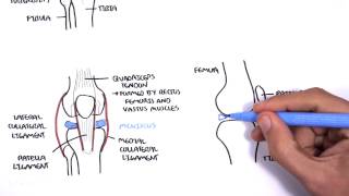 Clinical Anatomy  Knee [upl. by Hymie]