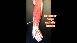 Muscles of the Forearm [upl. by Siraf]