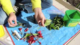 Dipladenia Stem Cuttings Mandevilla [upl. by Adnoek958]