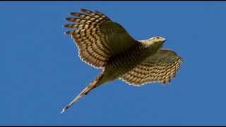 Sparrowhawk Bird Call Bird Song [upl. by Marnia302]