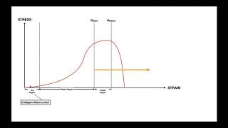 The StressStrain Curve EXPLAINED for Ligaments amp Tendons [upl. by Lymn]