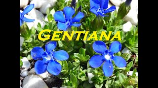 Gardeners World 2022 Episode 8 Gentiana Bach Flowers YouTube [upl. by Moffat]