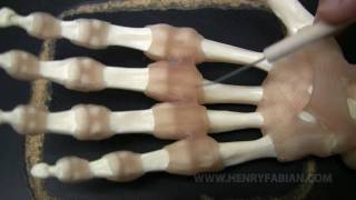 Ligaments of the Hand [upl. by Angelica]