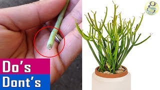 GROWING PENCIL CACTUS Dos amp Donts  Care Tips and Propagation of Milkbush [upl. by Anma]