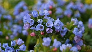 Pulmonaria Production Tips  Walters Gardens [upl. by Frida]