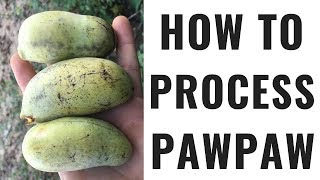 How to Process Pawpaw  No More Seeds [upl. by Cicenia]