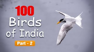 100 birds of India  Part 2  Learn names and facts about different types of birds found in India [upl. by Stovall418]