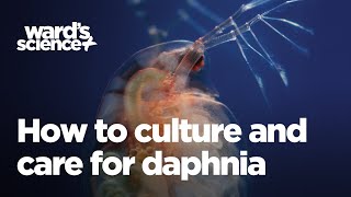 Caring and Culturing for Daphnia [upl. by Wooldridge139]