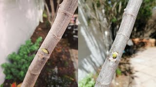 How to notch a fig tree  Pruning technique to stimulate branch growth [upl. by Thenna809]