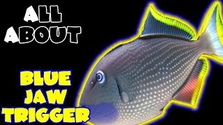 All About The Blue Jaw Triggerfish or Blue Throat Triggerfish [upl. by Ahsinelg]