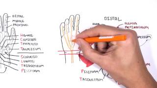 Clinical Anatomy  Hand Wrist palmar aspectflexors [upl. by Mobley]