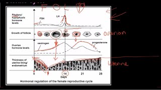 Grade 12 Life Sciences Human Reproduction Part 3 [upl. by Boyer823]