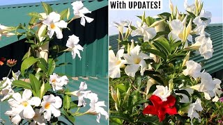 How to GROW Mandevilla Plants amp Get MAXIMUM Flowers [upl. by Ylim]