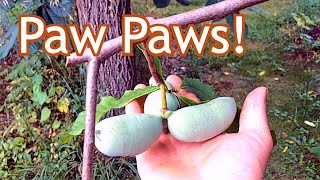 PawPaws Wine Review Doing it Expensively [upl. by Aitnahc]