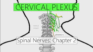 Cervical Plexus  Nervous system  4K  Spinal nerves Chapter 2 [upl. by Cohlier]