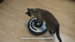 Cat shows HOW TO use iRobot Roomba Vacuum [upl. by Hpeosj]