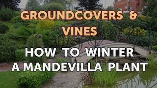 How to Winter a Mandevilla Plant [upl. by Adnuhsat]