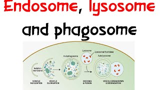 Endosome Lysozome and phagosome [upl. by Pinchas342]