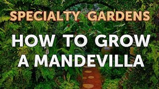 How to Grow a Mandevilla [upl. by Adnema160]