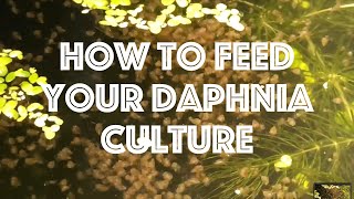 How To Feed Your Daphnia Culture [upl. by Shabbir]