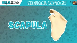 Scapula Anatomy [upl. by Schwarz]