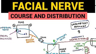 Facial Nerve Anatomy  1  Course and Distribution [upl. by Lilybel]