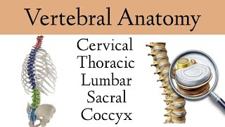 Vertebral Column Anatomy and Bones Cervical Thoracic Lumbar Sacral Spine [upl. by Cadal]