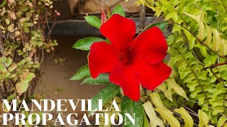 Propagate Mandevilla or Dipladenia from Stem Cuttings [upl. by Aisan]