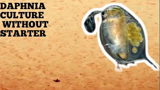 HOW TO CULTURE DAPHNIA NATURALLY WITHOUT A STARTER [upl. by Elram834]