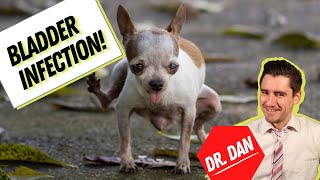 Dog bladder infection or Dog urinary tract infection UTI Symptoms diagnosis and treatment [upl. by Anwadal]