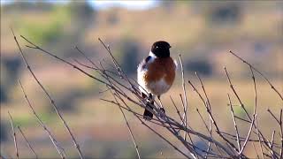 African Stonechat male singing [upl. by Arocahs412]