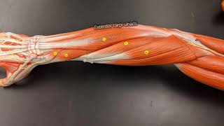 Muscles of the Forearm [upl. by Ordway]