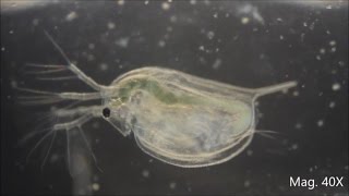 Daphnia magna under the Microscope [upl. by Neras]