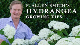 Tips and Care for Hydrangeas [upl. by Modeerf]