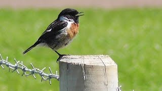 Stonechat Bird Chirping and Singing  Birds in Cornwall England [upl. by Olodort739]