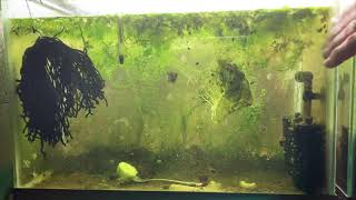 Scuds Daphnia Cherry Shrimp Copepods My aquatic food culture [upl. by Leonidas]