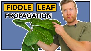 How to PROPAGATE Fiddle Leaf Fig AND Create Branching  How To Ep 23 [upl. by Iknarf]