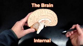 The Brain  Internal View [upl. by Gherardi]