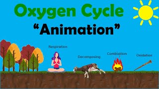 OXYGEN CYCLE  Biology Animation [upl. by Tterraj]