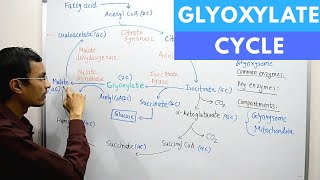 Glyoxylate Cycle [upl. by Enogitna528]