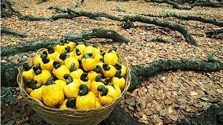 How Cashew Nut Farming and Processing  Cashew Cultivation Asian Technology [upl. by Rhodes777]