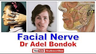 Facial Nerve Dr Adel Bondok [upl. by Waldner]