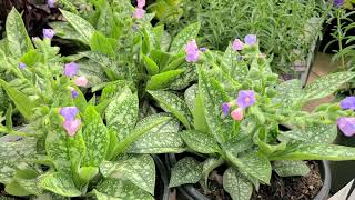 Pulmonaria Twinkle Toes Lungwort  Shade Perennial Small BluePink flowers amp Spotted Foliage [upl. by Nailluj]