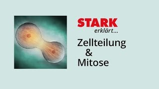 Zellzyklus und Mitose  STARK erklärt [upl. by Ddal]