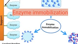 Enzyme immobilization [upl. by Khai130]