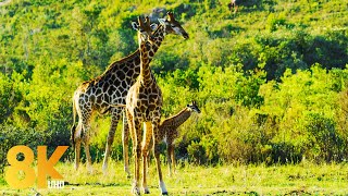 8K Animals Wildlife  Gondwana Game Reserve Africa  Scenic Film about Incredible Wild Nature [upl. by Oinegue480]