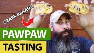 How To Eat Your PawPaw Fruits [upl. by Eslud269]