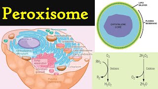 Peroxisome  structure and functions of Peroxisome  Cell organelles peroxisomes [upl. by Reinhard]